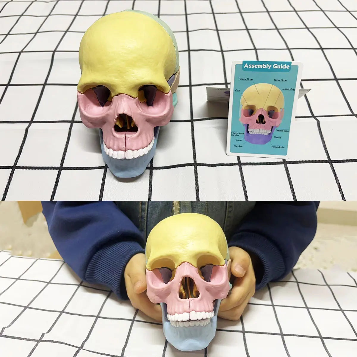 2024 New Human Skull Anatomy Head/Organ Model Assembly Teaching Medical Skeleton Model STEM Toy Gift,Educational Knowledge Card